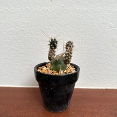 サボテン　テフロカクタス アーティキュラータス
