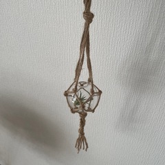 エアープランツ入り壁掛けインテリア