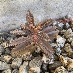 多肉植物　不死鳥　の画像
