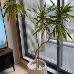 生活雑貨 家庭用品 ガーデニング