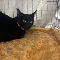 黒猫　男の子2匹　女の子1匹