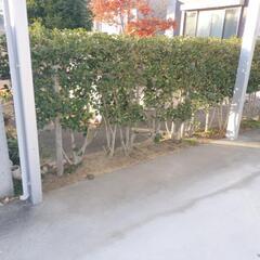 植木　垣根　ヒイラギナンテン5mの画像
