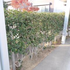 植木　垣根　ヒイラギナンテン5mの画像
