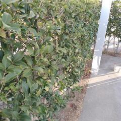 植木　垣根　ヒイラギナンテン5mの画像