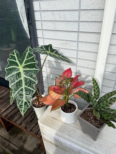 セット売り 植物