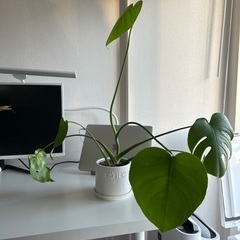 観葉植物