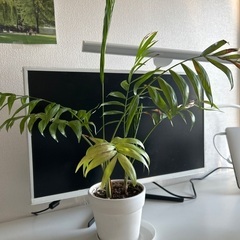 観葉植物の画像