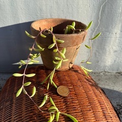 多肉植物　ルビーネックレス　苗　
鉢付き