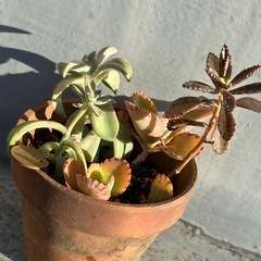 多肉植物　寄せ植え３種　苗　 鉢付き①　