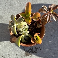 多肉植物　寄せ植え３種　苗　 鉢付き①　の画像
