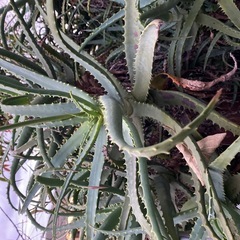 木立アロエ
