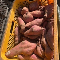 12/17以降お渡し　12キロ1000円よりさつまいも🍠紅はるか...