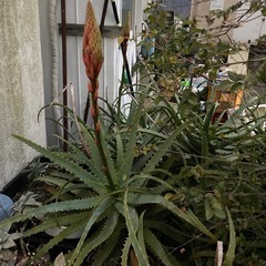 木立アロエ