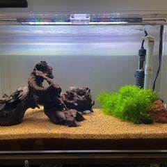 【募集終了】熱帯魚お譲りします。