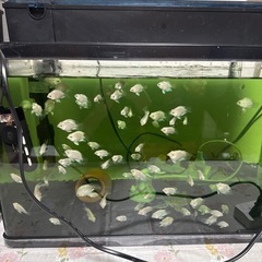 プラチナパロット
