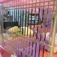 ハムスターゲージ🐹三階建！値引きの画像