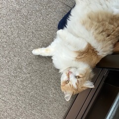 迷い猫だと思います