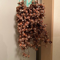 差しあげます  
月桃の実