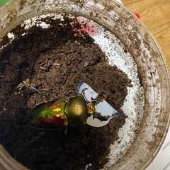 決まりました！本日限り‼️クワガタ成虫、幼虫各種‼️の画像