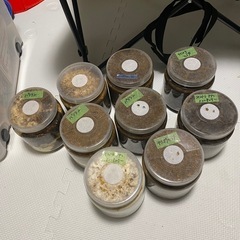 決まりました！本日限り‼️クワガタ成虫、幼虫各種‼️