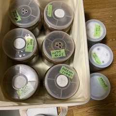 決まりました！本日限り‼️クワガタ成虫、幼虫各種‼️の画像