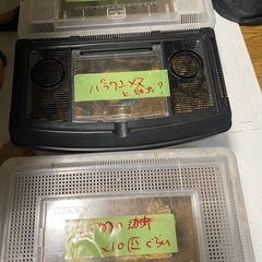 決まりました！本日限り‼️クワガタ成虫、幼虫各種‼️の画像