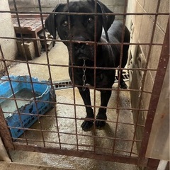 土佐犬のくぅちゃん