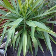 観葉植物 ユッカ  大きな鉢植えの画像