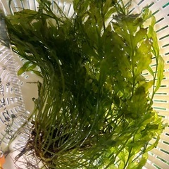 ボルビディスヒュディロッティ 特大株 魚用品・水草