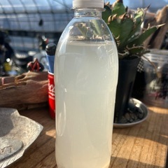 針子の餌　ゾウリムシ 500ml