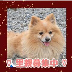 ポメラニアン 4kg 成犬 オレンジ 男の子👦 