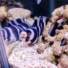 海水魚 小型ウツボ 生体 シマアラシウツボ  約30cm の画像