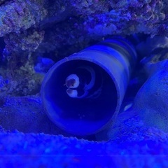 海水魚 小型ウツボ 生体 シマアラシウツボ  約30cm 