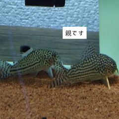 コリドラス ※残り4匹の画像
