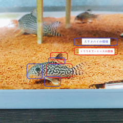 コリドラス ※残り4匹の画像