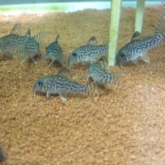 コリドラス ※残り4匹の画像