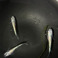 黒百緑光 メダカ