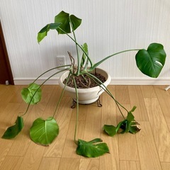 モンステラ　観葉植物　鉢付き