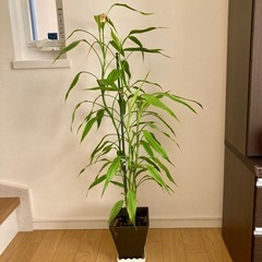 観葉植物 ギンヨウセンネンボク 四角形鉢付き