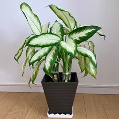 観葉植物　ディフェンバキア　鉢付き