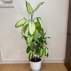 中型観葉植物　ディフェンバキア　鉢付き