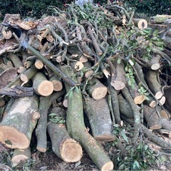 クヌギの木　薪ストーブにどうぞの画像