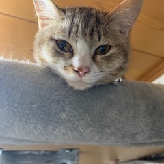 【里親様決まりました！】生後5ヶ月　大人しくて美人猫のリンちゃん...