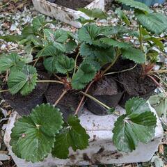 苺の苗(いちごの苗)ひと株単位の画像