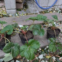 苺の苗(いちごの苗)ひと株単位