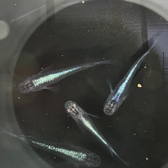 黒カブキ 4匹メダカ