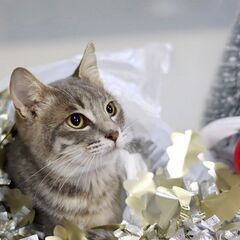 サバトラグレーの小柄で可愛い猫ちゃん1歳女子