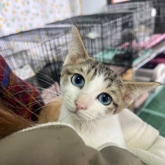 おとなしめ兄妹２匹一緒に！☆グラ　メス　２ヶ月