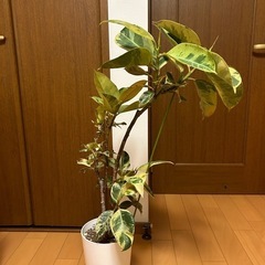 【レア品種】フィカス・ジン