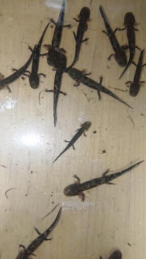 ヒダサンショウウオ４匹 ※取引中